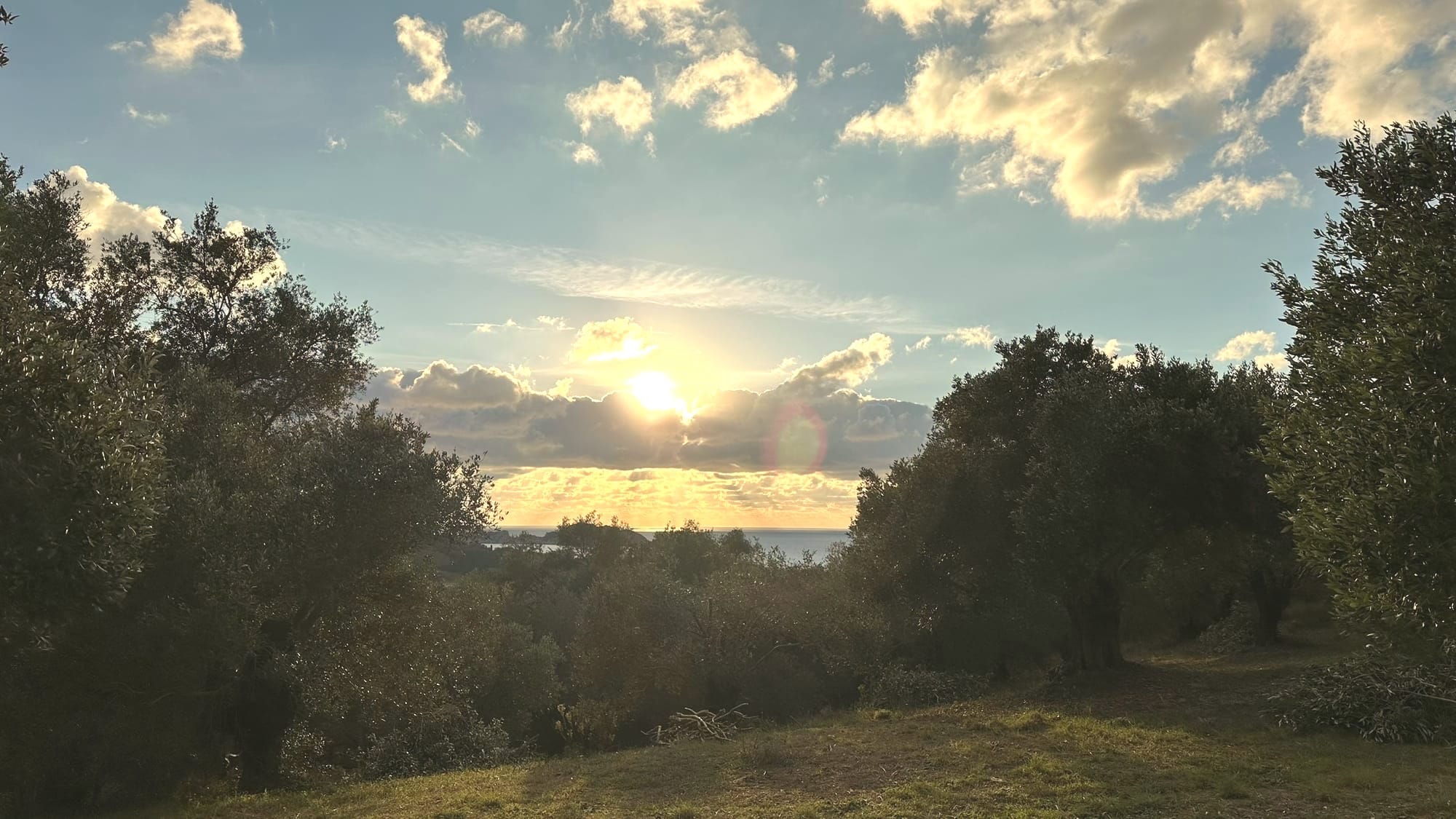 The Cozy Olive Grove